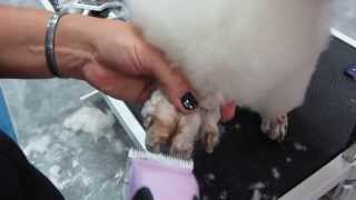 Poodle foot shaving