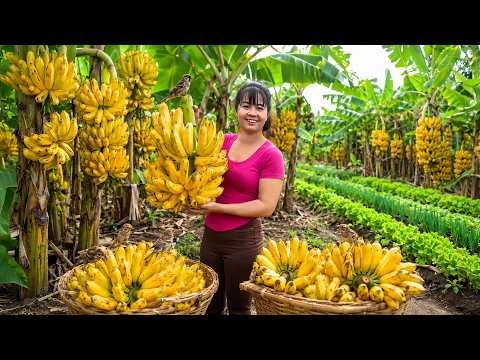 حصاد الموز الطازج وبيعه في سوق القرية