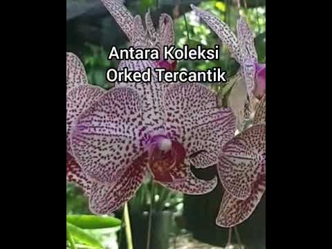 , title : 'Bunga Orkid Tercantik'