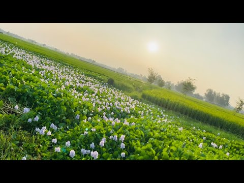 #kaisa hai ye phool #har koi nahi dekha hoga🌺