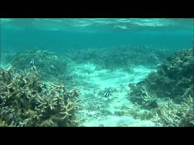 2013-09-29 - Snorkeling in Flic en Flac - Mauritius