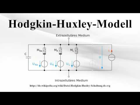 Hodgkin-Huxley-Modell