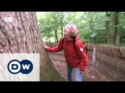 Grenzenloses Wandern im Bialowieza-Nationalpark | Fokus Europa