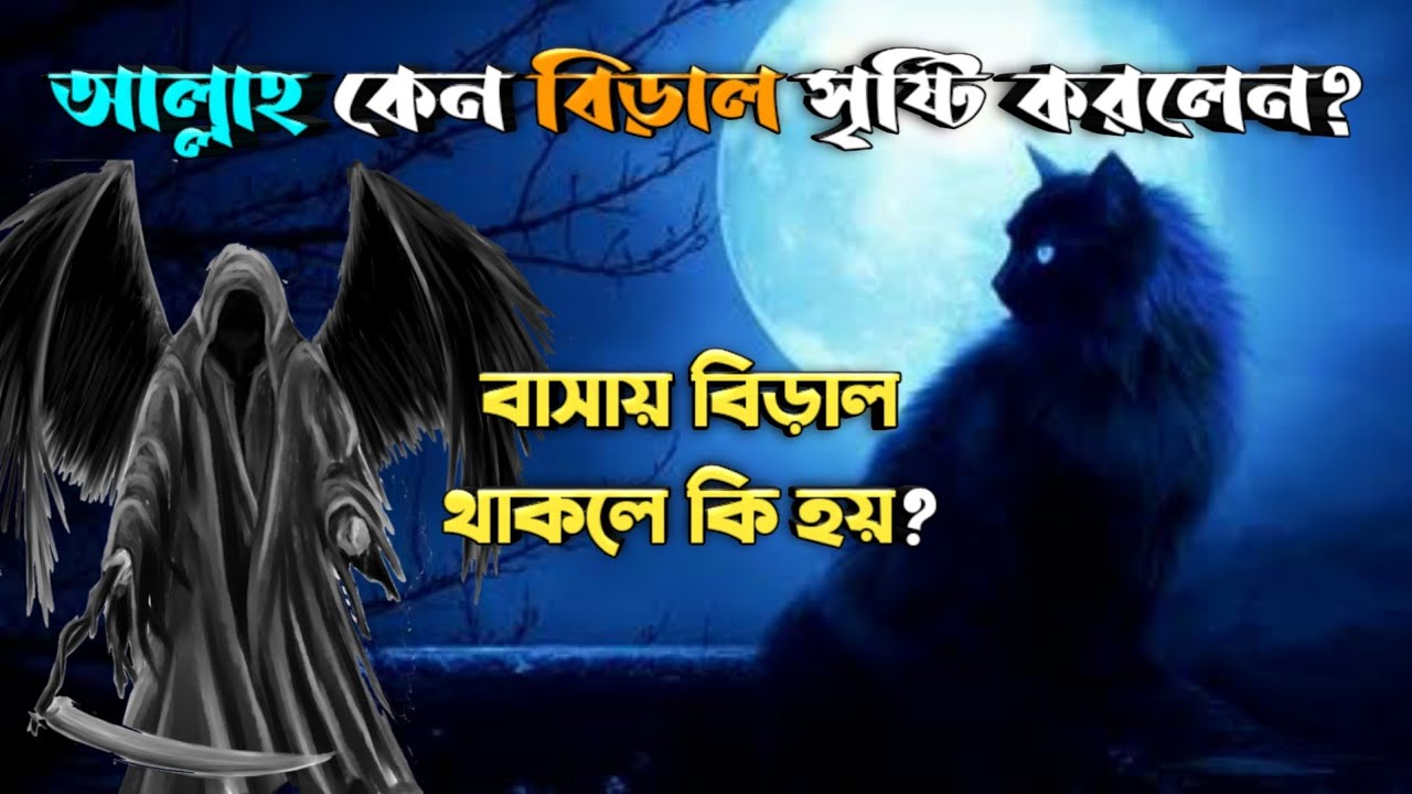 আল্লাহ কেন বিড়াল সৃষ্টি করলেন || বিড়াল পালন করলে কি হয়? Can Cat's Protect Against Negative Energy?