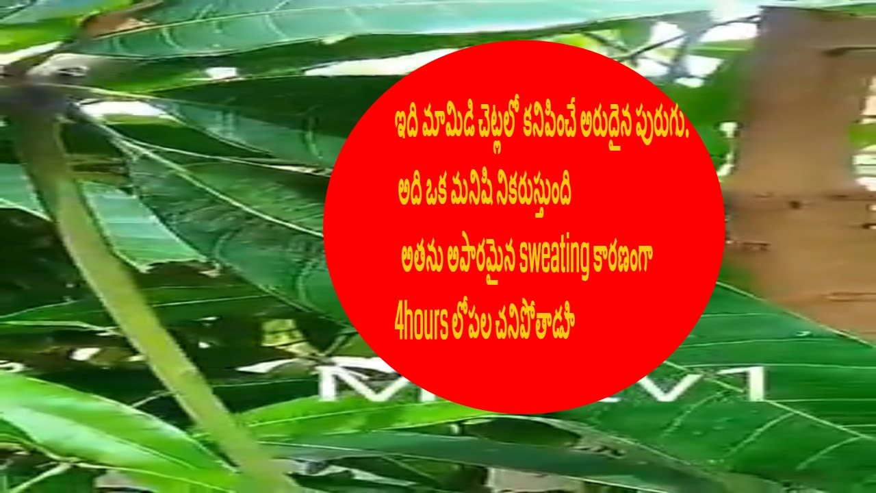 Mango tree dangerous insect