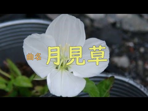 ミズーリ月見草 植物