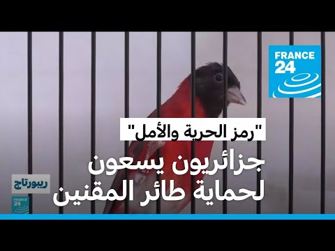متطوعون ينطلقون لإنقاذ طائر الحسون أو المقنين "رمز الحرية" في الجزائر • فرانس 24 FRANCE 24