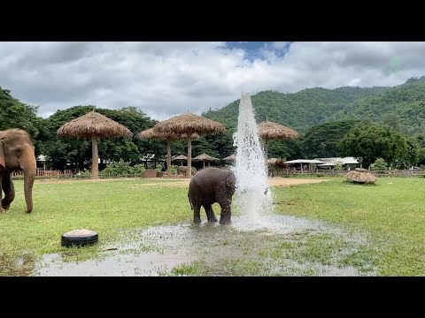 Baby Elephant Wan Mai Have A Great Fun With The Broken Water Pipe - ElephantNews