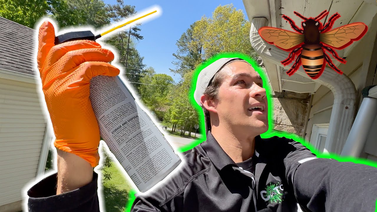 Prevent Carpenter Bees by Knowing 3 Facts