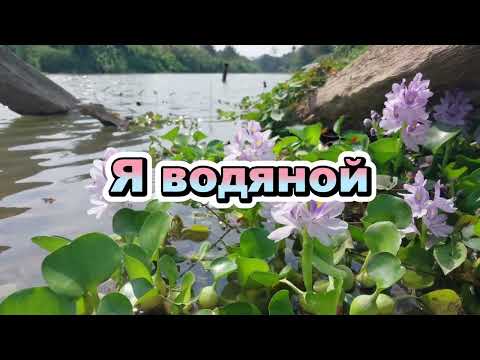 Muzikia Kuri Veža - Я водяной (New 2025)