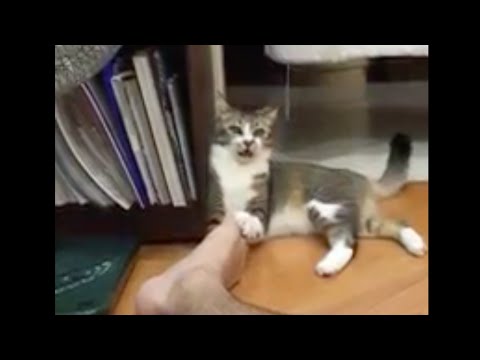 猫はなぜ匂いを嗅ぐと口を開けるのでしょうか?