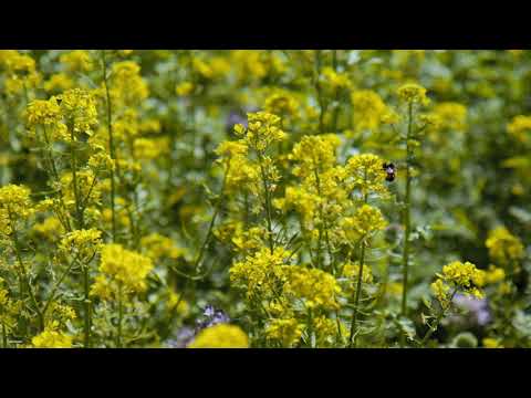 KWS Fit4NEXT VIELFALT Zwischenfrucht-Mischung