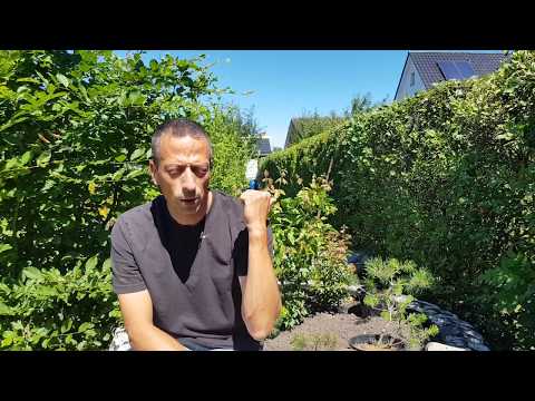 Bonsai in 5 minuten, Die Opferäste