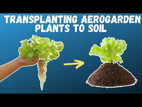 , title : 'How to TRANSPLANT Aerogarden Herbs and Vegetables | Growing food in small spaces'