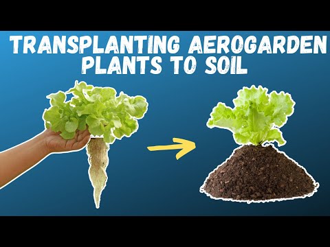 YouTube video about: How to repot aerogarden plants?