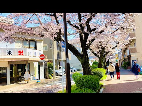 【4K】Japan Walking Tour - Beautiful Cherry Blossom at Imaike Station, Nagoya