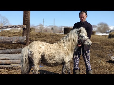 Мечты сбываются! Чистка копыт. Я скучная😁/семья Фетистовых