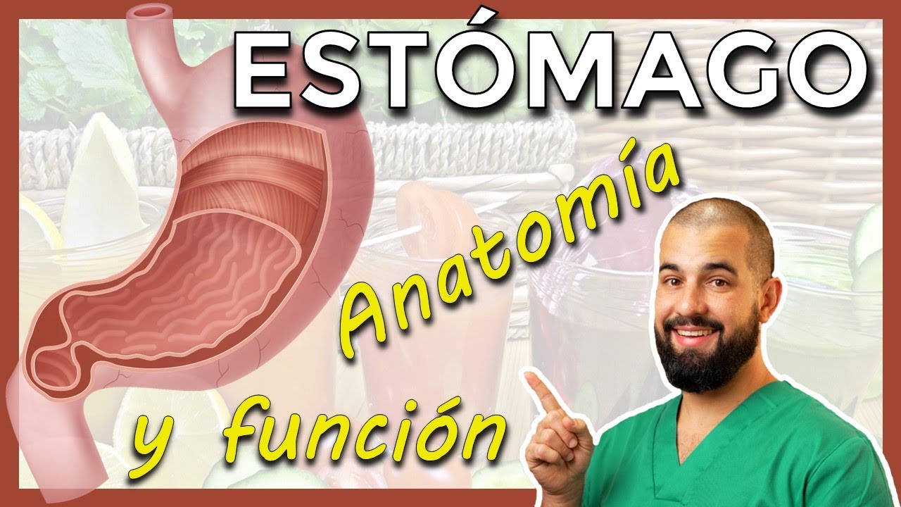 ANATOMÍA Y FUNCIÓN DEL ESTÓMAGO. Repaso anatómico para estudio