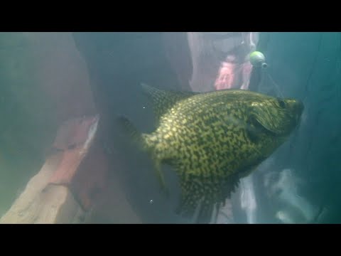 CRAPPIE TECHNIQUES -  UNDERWATER VIDEO - Part 1