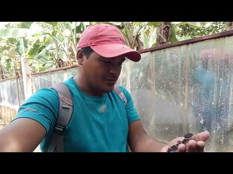 El Perro Sompopo no tiene veneno ni colmillo...se cierra el mito