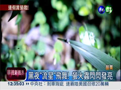 連假苗栗賞螢趣! 私房景點閃亮亮