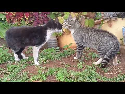cats fighting over territories-