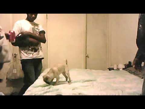 dashawn 991 dog's addicted to Dr. Pepper