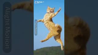 Download lagu kucing joget dan motor #shorts mp3