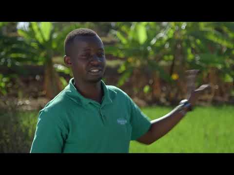 Shamba Shape Up Sn 8 - Ep 5: Rice Fertiliser, Watermelons, Dairy Cows (English)