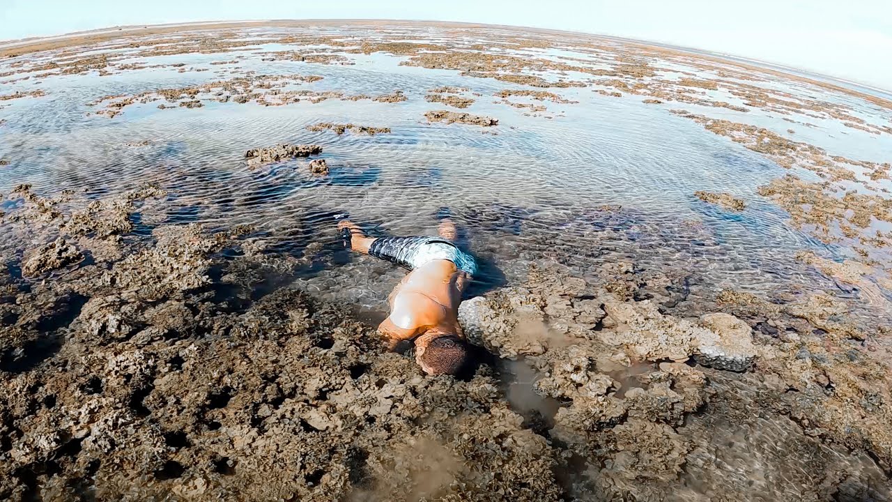 Finding Amazing Sea Creatures In Tide Pools