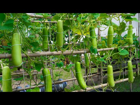 Let s grow bitter melon for your family this way it s very fruity and easy to make