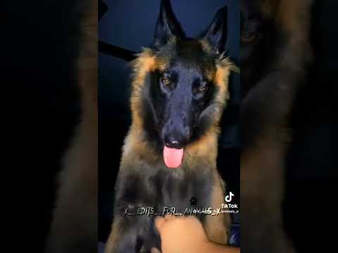 🐶🐶🐶🐕🐕الكلب baby