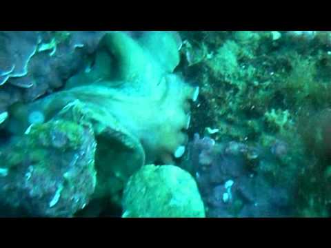 1.4.12  la barreta de l´abre. tecno..wmv