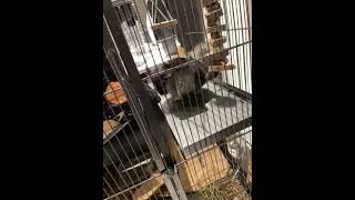 Long-tailed Chinchilla Rodents Videos