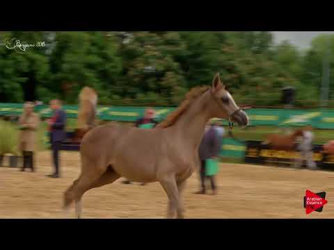 N.71 POESIA LA TRESCA - Bergamo 2018 - Futurity Fillies (Class 12)