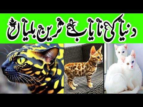 Rarest cat Breeds in the World | دنیا کی نایاب ترین بلیاں | Naeem Factory