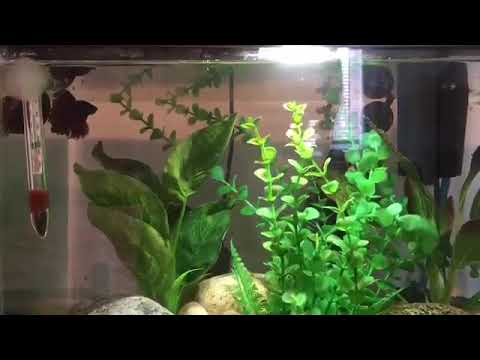 Betta Fish Breeding Tank Setup Awesome