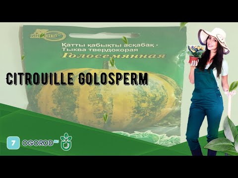 , title : 'Citrouille Golosperm'