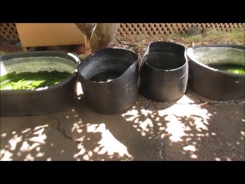 Raising Tropical Fish (Guppies, Gouramis) In Tubs Set Up Under Trees