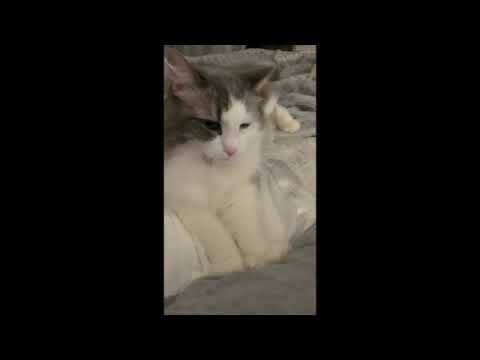 Cosette the Cat Purring and Making Patties #cats #catshorts #pets #fluffycat #catsofyoutube