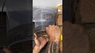 Download lagu Wasp Nest Removal Using Gasoline #waspnestremoval mp3