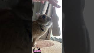 うさぎとゆらゆらするパピコ🐇