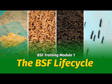 How to Start Black Soldier Fly Farming - The Lifecycle (Module 1)