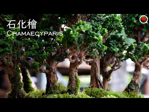 クアモクリット Ipomoea、ヒノキの葉 Ipomoea、赤い Ipomoea、Ipomoea quamoclit