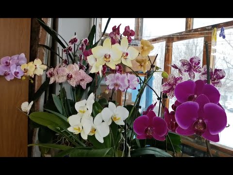 Чудесное ЦВЕТЕНИЕ орхидей в ЯНВАРЕ:в гостях у ПОДРУГИ.Орхидеи Людмилы Ермолаевой :)