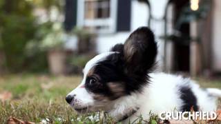 How to Choose a Camera Lens | Crutchfield Video