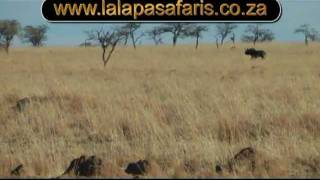 preview picture of video 'Hunt Africa, Black Wildebeest youtube.mpg'