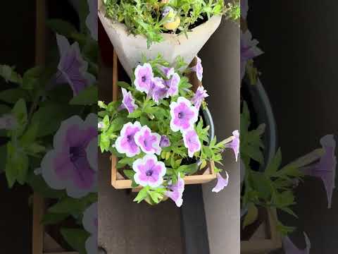  10月末までペチュニアの開花を促進して鑑賞するにはどうすればよいですか？  庭園