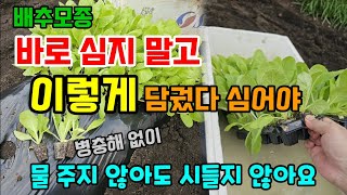 배추모종 심을때 여기에 담궜다 심으면 뿌리혹병 무름병 벌레까지 한번에 해결됩니다 #배추심는방법 #배추심는시기…