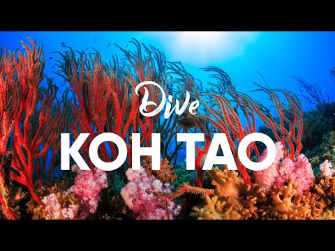 Koh Tao, Thailand - Great Diving, Fun Lifestyle, Activities Galore